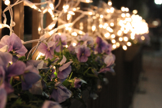 Illustration for article titled Photo Contest: Christmas Lights